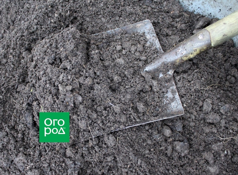 Что лучше: органика или "минералка" &ndash; выбираем осеннюю подкормку 