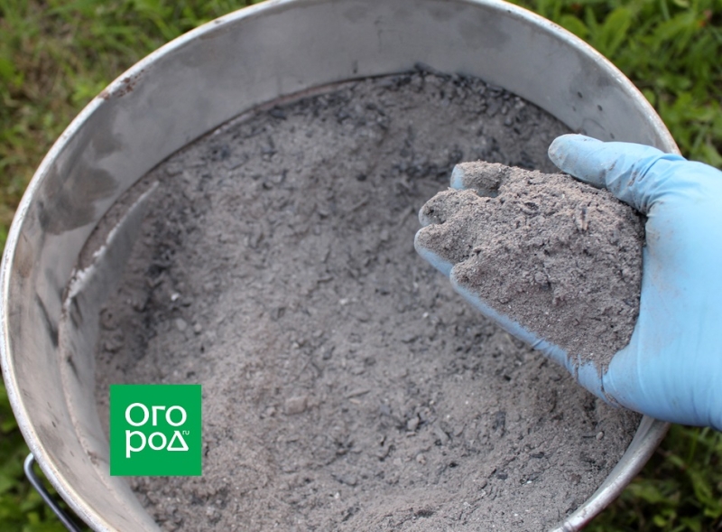 Что лучше: органика или "минералка" &ndash; выбираем осеннюю подкормку 