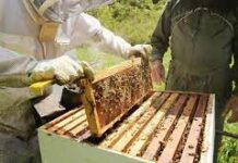 Что необходимо иметь начинающему пчеловоду?