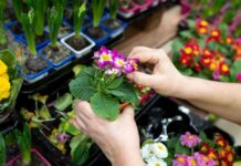 Как сохранить комнатные растения после покупки: секреты легкой адаптации