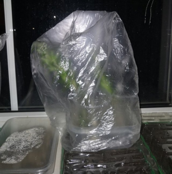 Как вырастить розмарин из магазинной веточки 