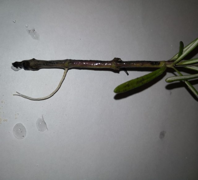 Как вырастить розмарин из магазинной веточки 