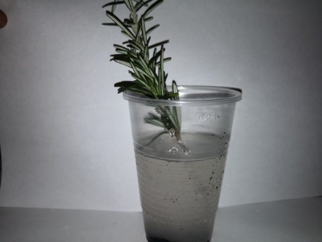 Как вырастить розмарин из магазинной веточки 