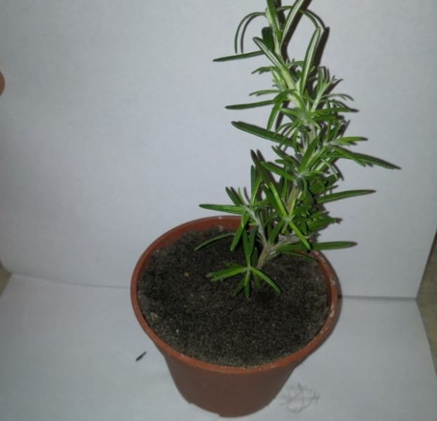 Как вырастить розмарин из магазинной веточки 