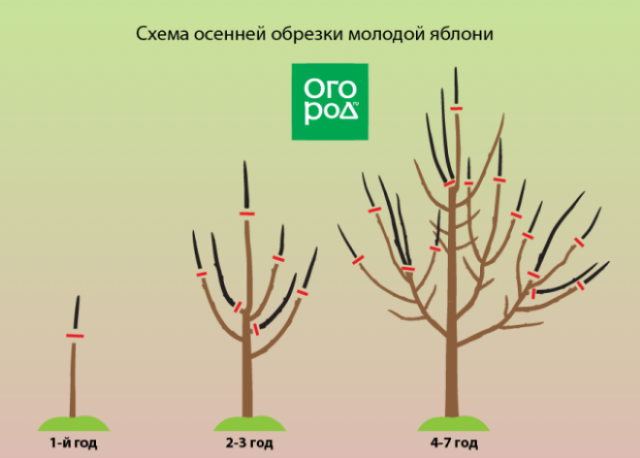 Когда обрезать деревья осенью 