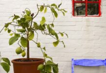 Лимон из косточки: как вырастить плодоносящее деревце дома?