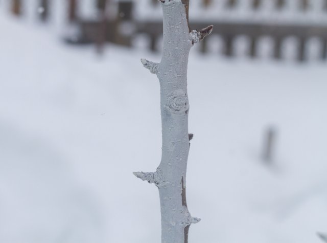 На саженцах распустились листья: перезимуют ли такие деревца 