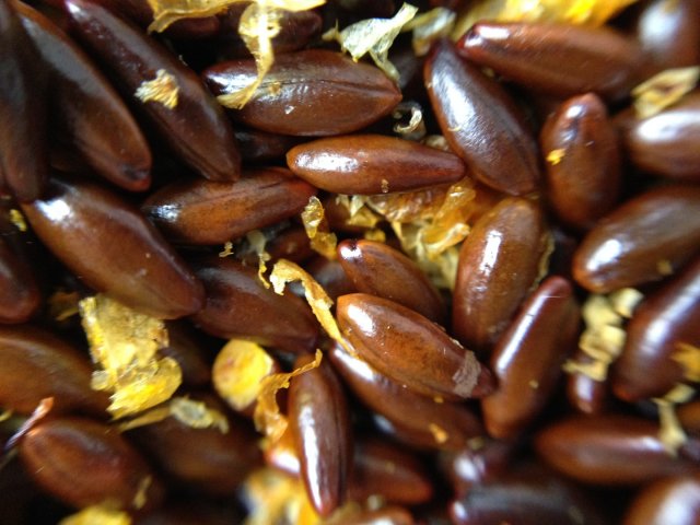 Облепиха в открытом грунте &ndash; все о посадке, уходе и размножении 