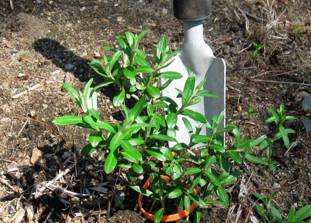 Облепиха в открытом грунте &ndash; все о посадке, уходе и размножении 