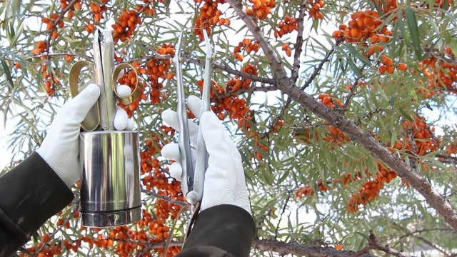 Облепиха в открытом грунте &ndash; все о посадке, уходе и размножении 