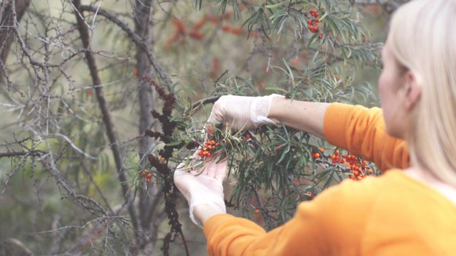 Облепиха в открытом грунте &ndash; все о посадке, уходе и размножении 