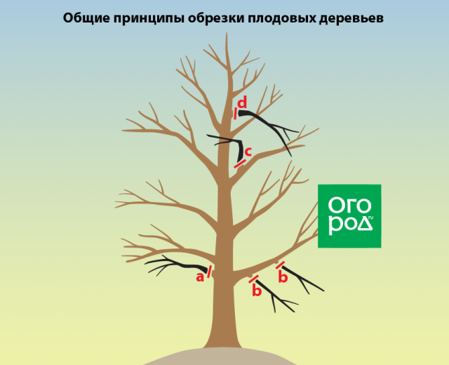 Обрезка груши осенью для новичков: наглядные схемы, понятные советы 