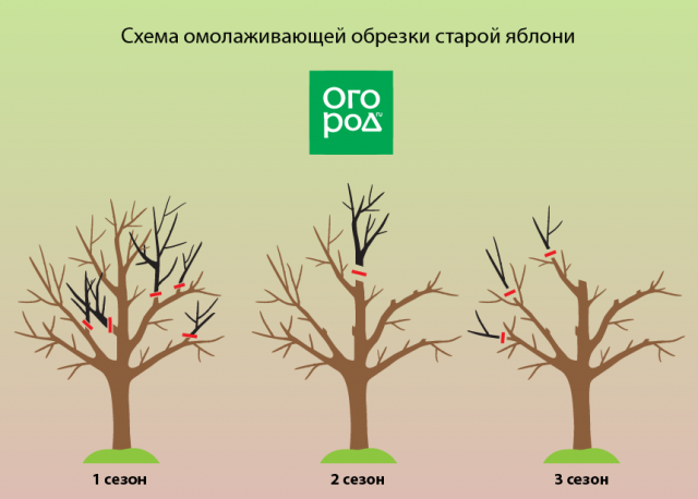 obrezka-jablon-osenju-sovety-dlja-nachinajushhih-v-kartinkah-i-video-64b7d3a