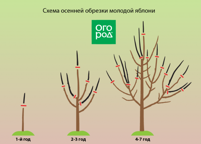 Обрезка яблонь осенью – советы для начинающих в картинках и видео