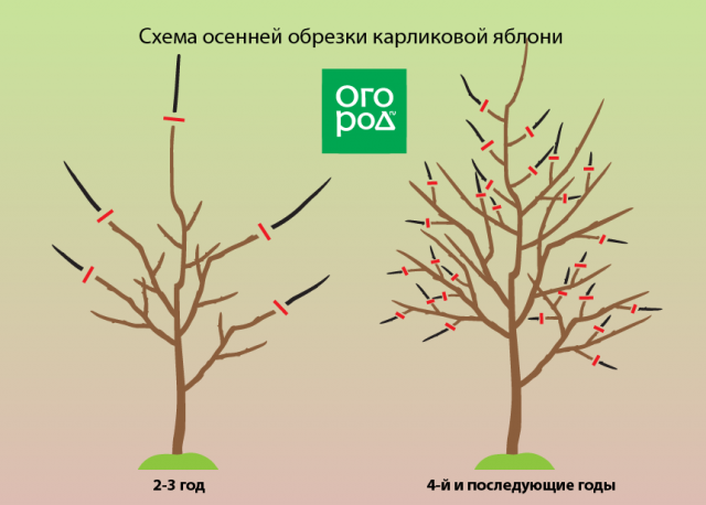 Обрезка яблонь осенью – советы для начинающих в картинках и видео