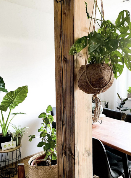 Обустраиваем зеленый уголок: 5 пар комнатных растений, которые хорошо смотрятся рядом