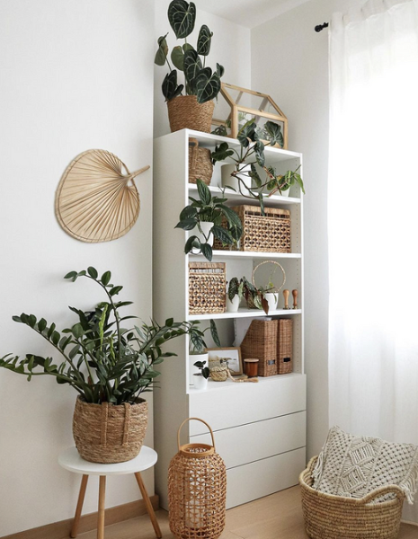 Обустраиваем зеленый уголок: 5 пар комнатных растений, которые хорошо смотрятся рядом