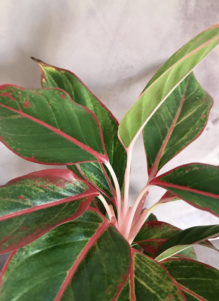 Обустраиваем зеленый уголок: 5 пар комнатных растений, которые хорошо смотрятся рядом