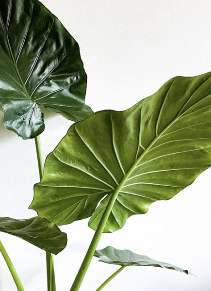 Обустраиваем зеленый уголок: 5 пар комнатных растений, которые хорошо смотрятся рядом