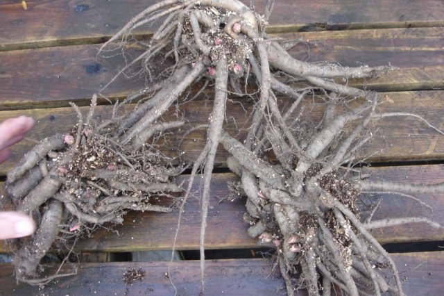 Пионы в октябре – секреты посадки, ухода и размножения 