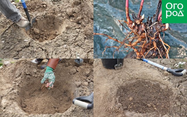 Пионы в октябре – секреты посадки, ухода и размножения 