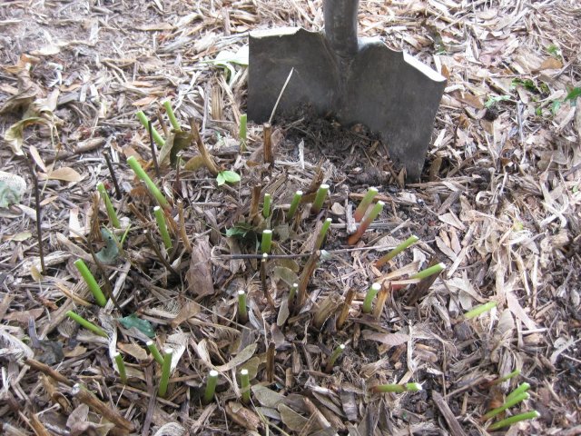 Пионы в октябре – секреты посадки, ухода и размножения 
