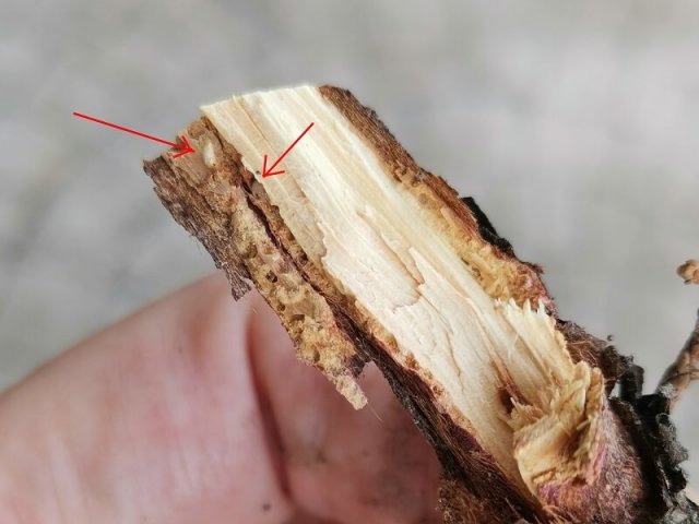 Пять опасных вредителей хвойных и как с ними бороться 
