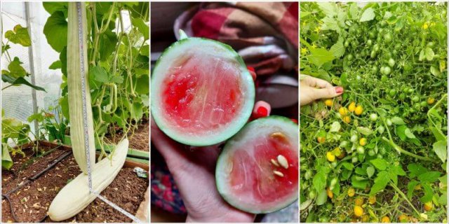 Про огород с юмором и в картинках. Секретами урожая делится художница 