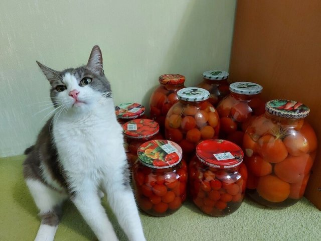 Про огород с юмором и в картинках. Секретами урожая делится художница 