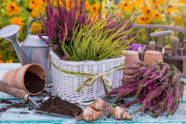 Вересковые поляны: что посадить и как ухаживать 