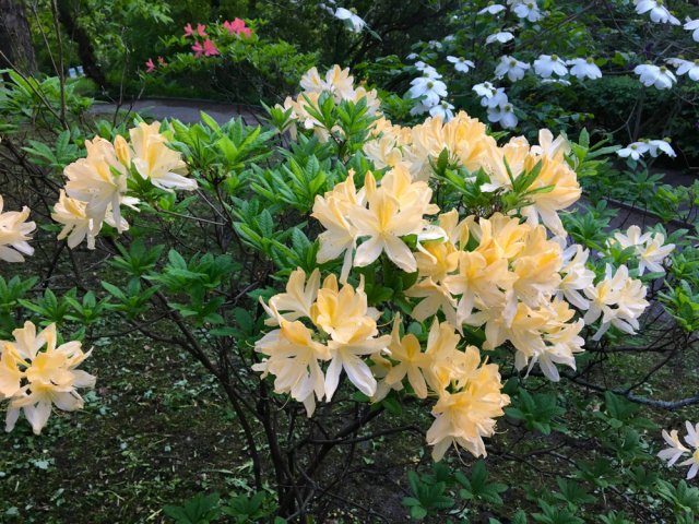 Вересковые поляны: что посадить и как ухаживать 