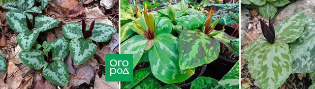 Выращиваем триллиум: неприхотливый красавец на все сезоны 