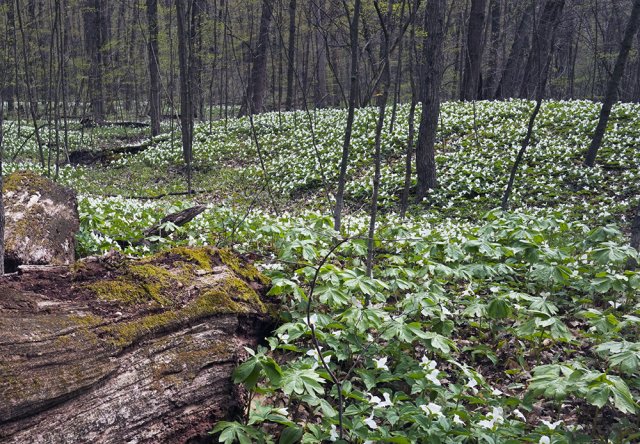 Выращиваем триллиум: неприхотливый красавец на все сезоны 