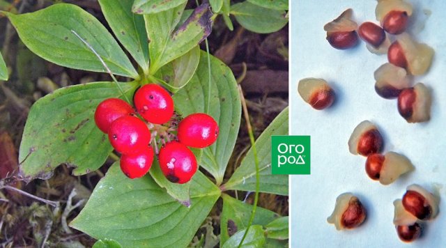 Выращиваем триллиум: неприхотливый красавец на все сезоны 