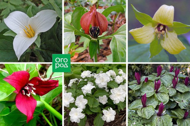 Выращиваем триллиум: неприхотливый красавец на все сезоны 