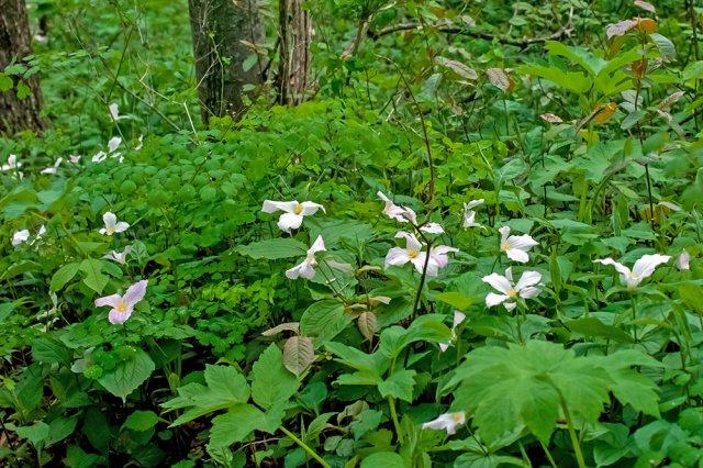 Выращиваем триллиум: неприхотливый красавец на все сезоны 