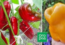 13 сортов сладкого перца с самыми крупными плодами