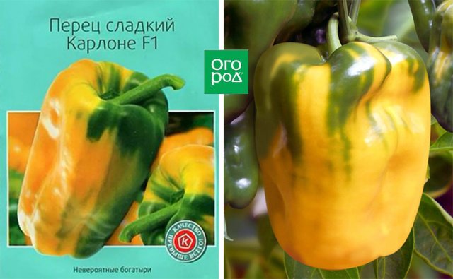 13 сортов сладкого перца с самыми крупными плодами 