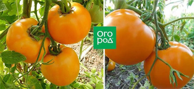 19 сортов томатов, которые отлично показали себя этим жарким засушливым летом 