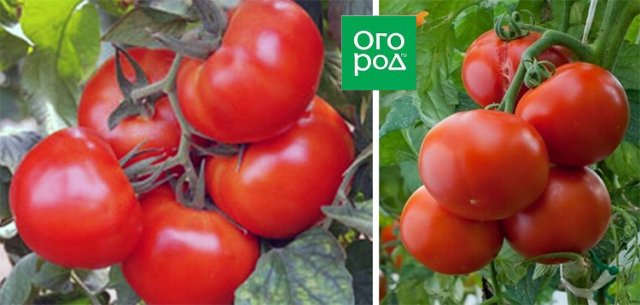 19 сортов томатов, которые отлично показали себя этим жарким засушливым летом 
