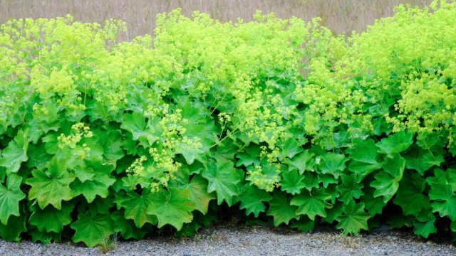 Что посадить вместо хосты: 10 альтернатив 