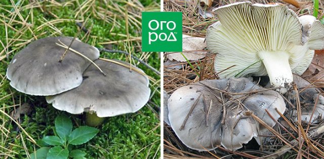 Грибы рядовки – вкусные и полезные или опасные и несъедобные 