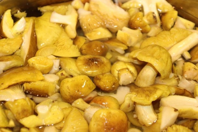 Грибы рядовки – вкусные и полезные или опасные и несъедобные 