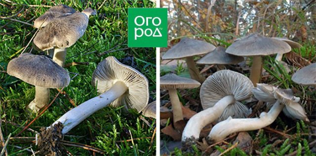 Грибы рядовки – вкусные и полезные или опасные и несъедобные 