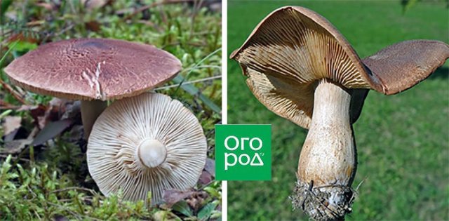 Грибы рядовки – вкусные и полезные или опасные и несъедобные 