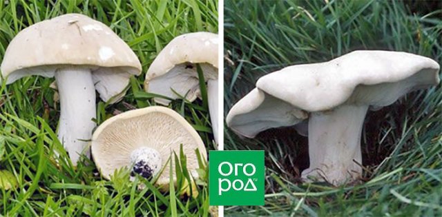 Грибы рядовки – вкусные и полезные или опасные и несъедобные 