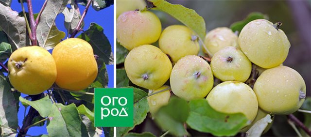 Как вырастить китайку: сорта, посадка, уход и обрезка 