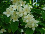 Календарь обрезки декоративных кустарников 