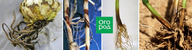 Корневая гниль: симптомы и лечение 