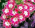 Посадка цветов осенью: какие цветы можно и нужно сеять под зиму 